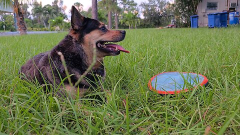 Cattle Dog Playing Fetch With Coke Bottle