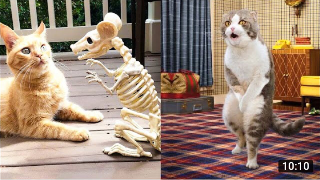 Funniest Cats and Dogs 🐱🐶 Part 12