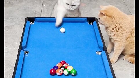 "Paws and Pockets: Cats Take on the Snooker Table!"