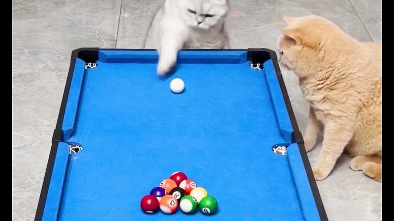 "Paws and Pockets: Cats Take on the Snooker Table!"