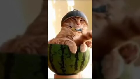 funny cat is set water melon#shorts