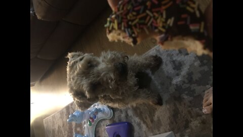 dog Successfully Begs for Treat