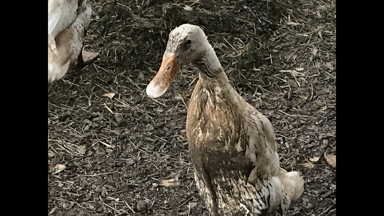 Filthy mud ducks