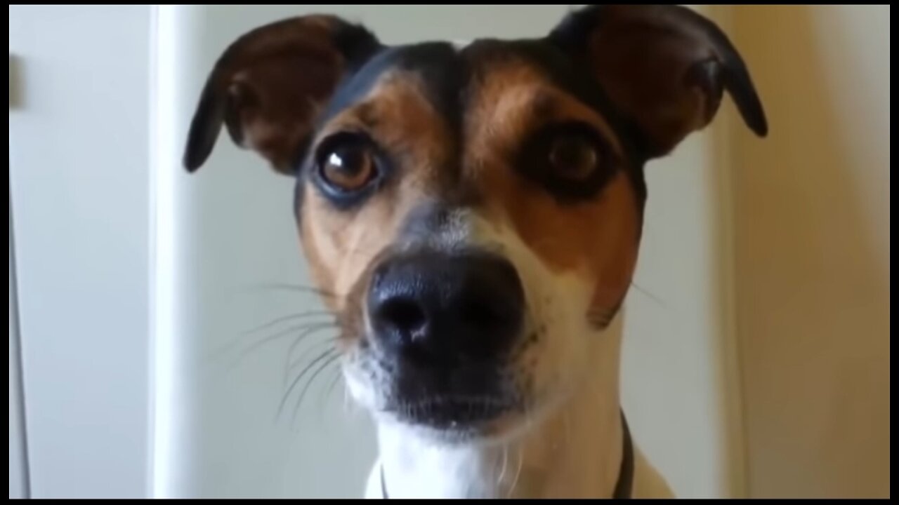 Funny dog barking video