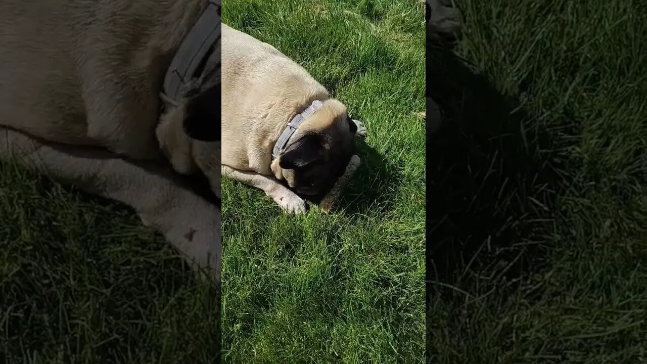 My dog is enjoying his bone and I'm enjoying a beer 🍺🇺🇸👍