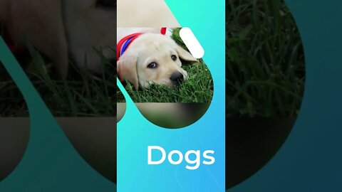 Fact about dogs 2