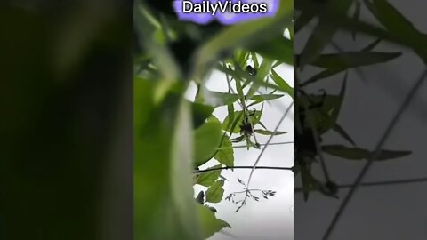 Funny video #funny #funnyvideo #shorts