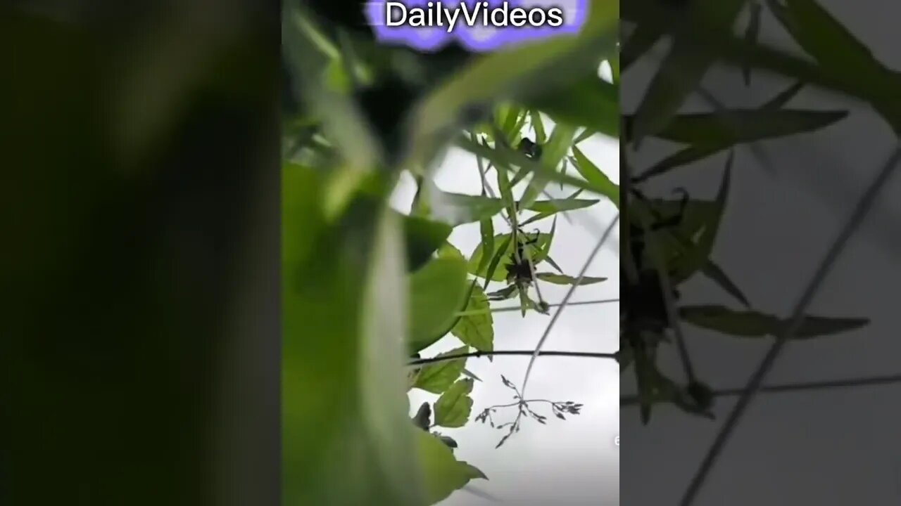 Funny video #funny #funnyvideo #shorts