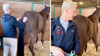 Needy Horse Can't Get Enough Butt Scratches