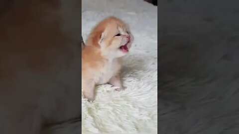 Cat crying |صوت قطة صغيرة