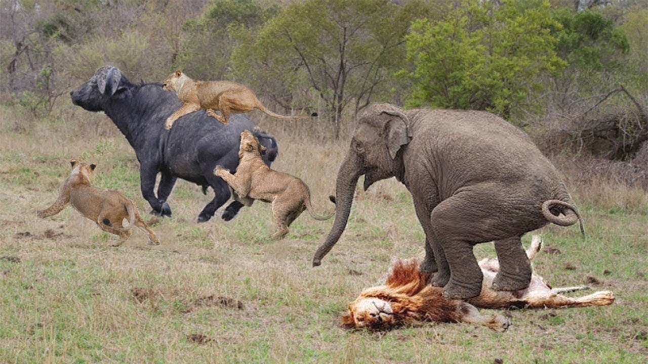 Buffalo vs Lion Pride | Elephant Became Hero After Save Buffalo From Lion Hunt