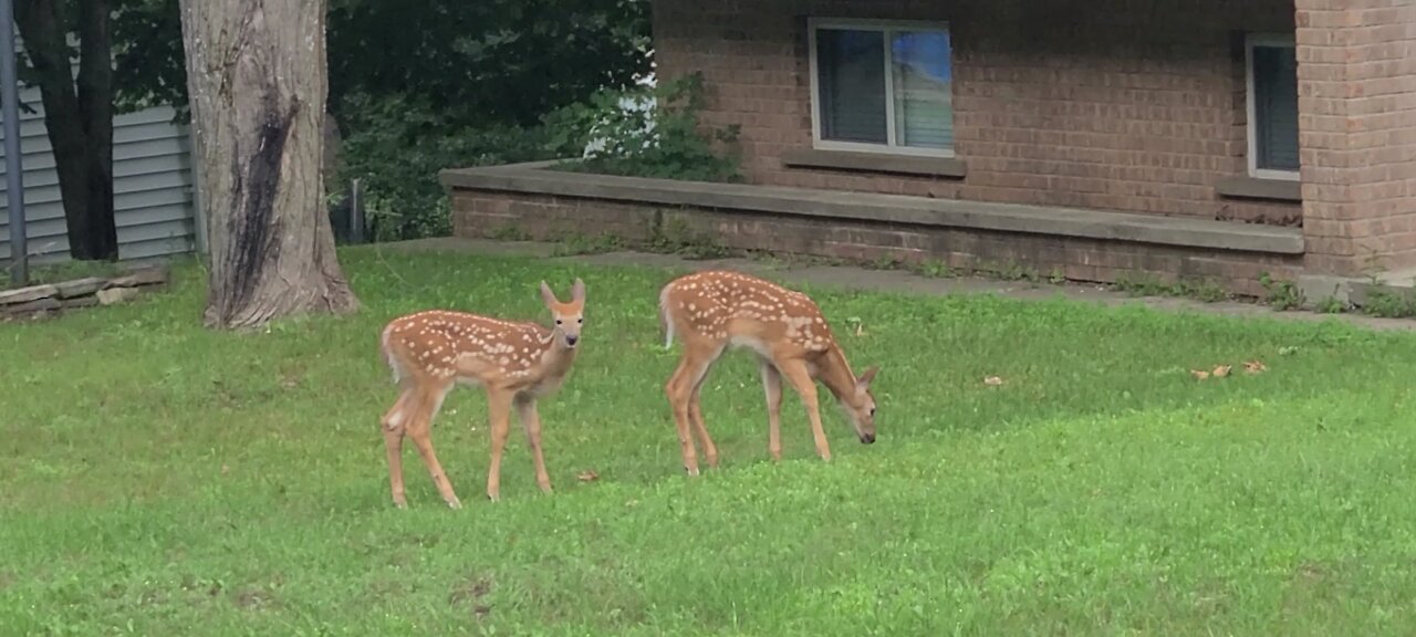 Welcoming twin fawns to the neighborhood