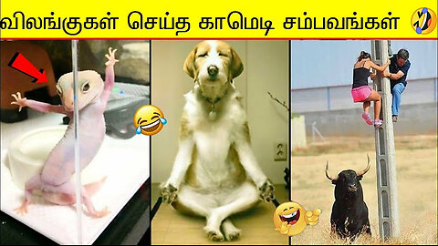 animals funny moments