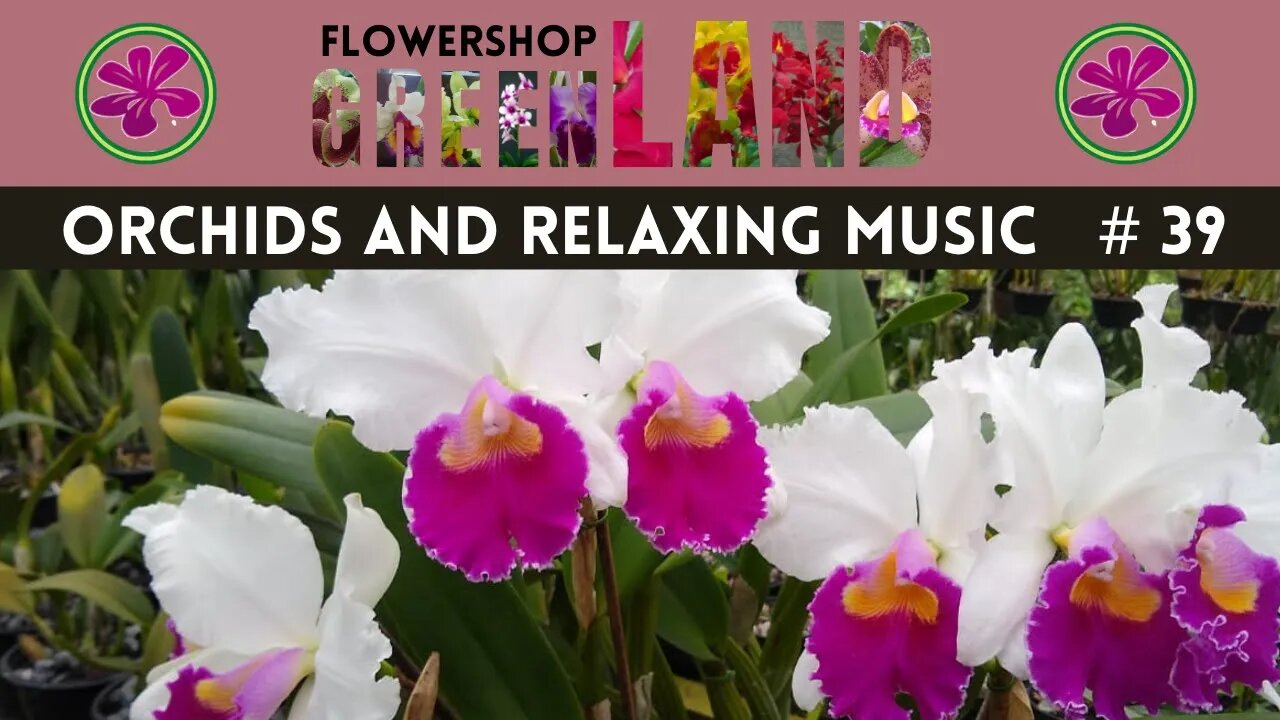 RECOLLECTION MUSIC | 100 ORCHIDS TO THE SOUND OF RELAXING MUSIC | # 39