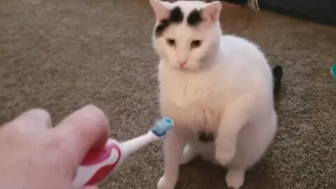 Cute and Funny Cats and Dogs: A Collection of the Cutest and Most Hilarious Cat and Dog Videos