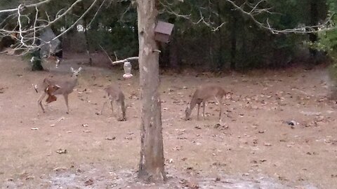 Wild FL Deer out in daytime 12/17 24