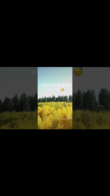 Soothing Forrest Sounds Meditation🌲#meditation #sleep #meditationmusic #guidedmeditation