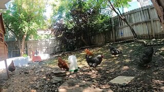 My Backyard Chickens - Episode 95