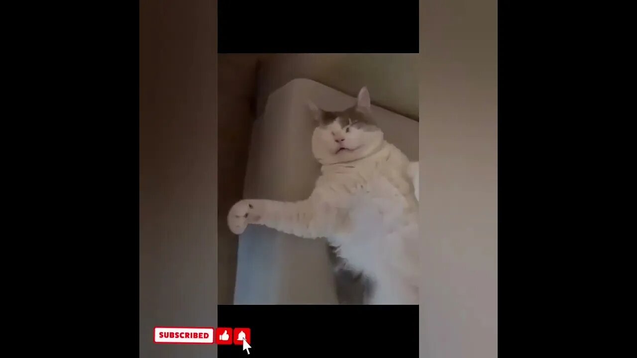 cute cat videos 😹 funny videos 😂1709