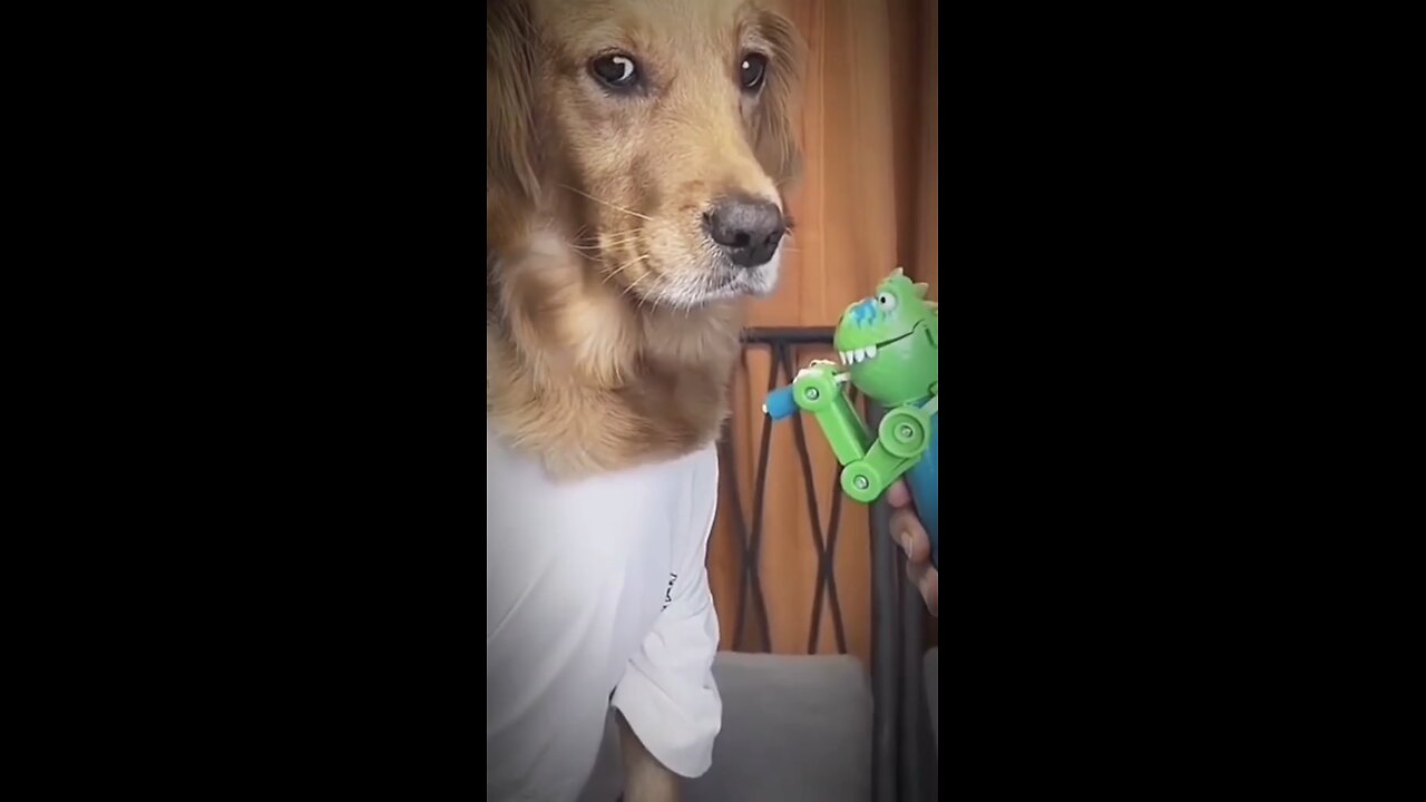 Crazy Funny Animals Video