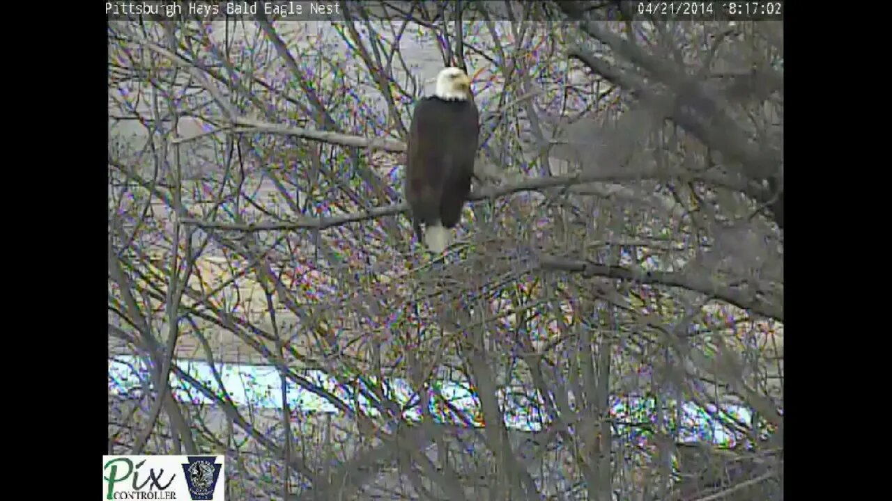 Hays Eagles Panning the Hays bald eagle camera on 4 21 2014