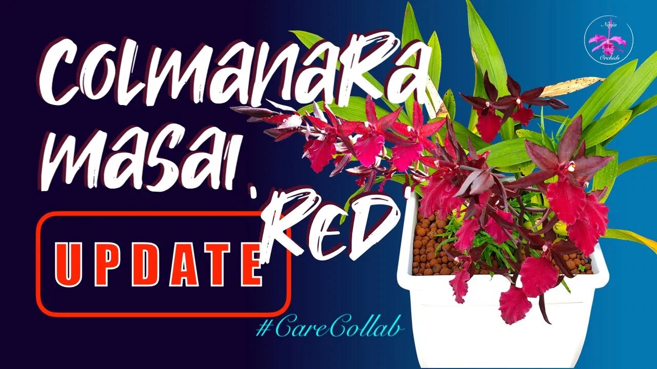 Colmanara Masai 'Red' UPDATE | Getting bigger by the day 😅#Monsteroncidium #CareCollab