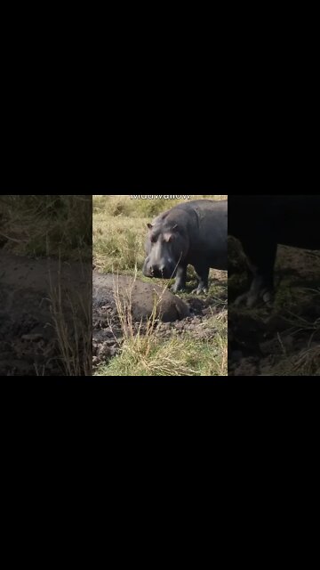 Maasai Mara Sightings Today 12/08/21 (Lions, Leopard, Hippo, etc) | Zebra Plains | #shorts