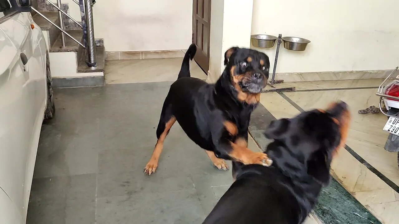 2 Adult Rottweiler Fight, wait for the Sheela's bonus video.|| Mr.Bolt