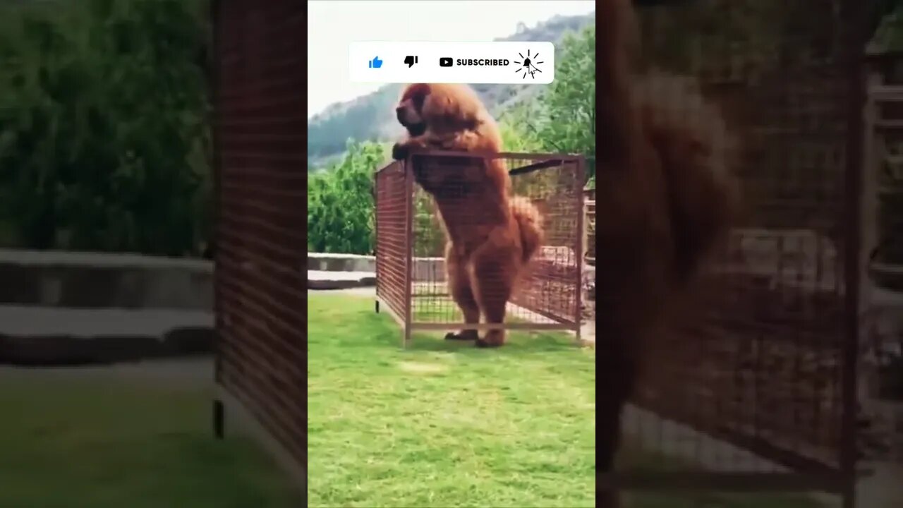 Most dangerous dogs in world trending shorts short viral dog