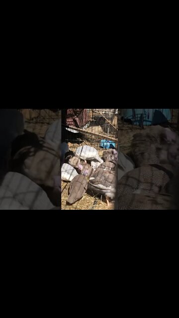 Spying on Guinea fowl keets laying in the sun