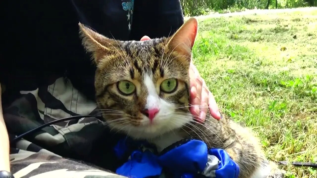 Puss in Boots Goes on a Picnic