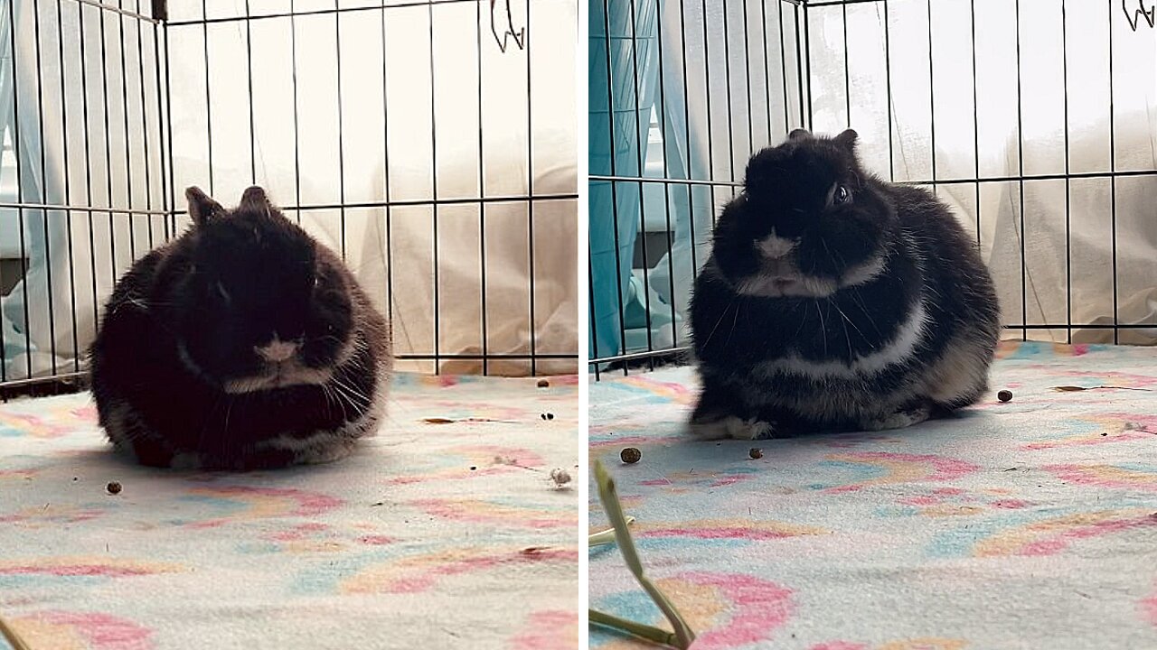 Sleepy Bunny Gets Wobbly While Taking A Nap