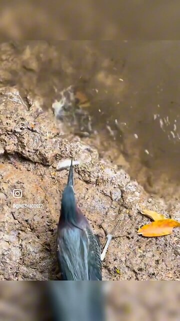 Intelligent Reflections of the Pescador's Journey"