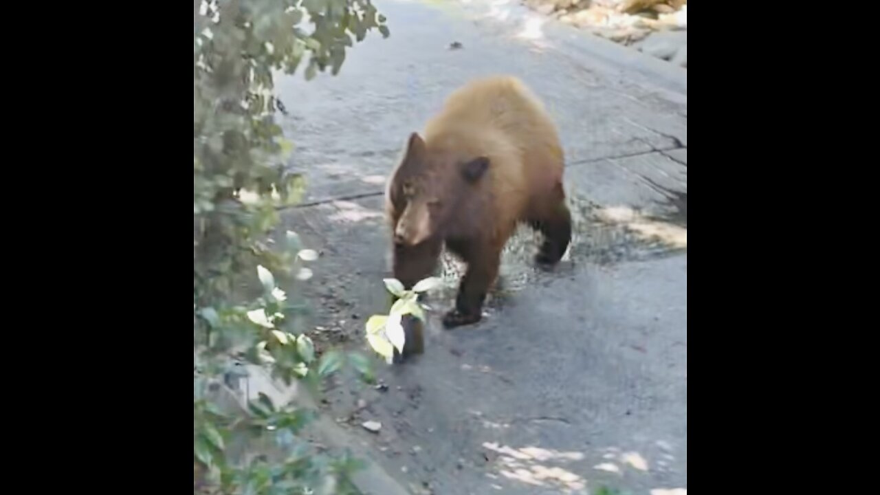 Sierra Madre Bears cooling off. California Drought!