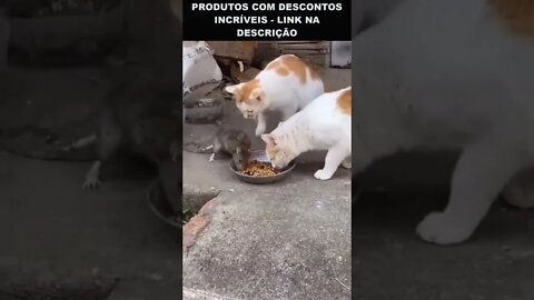 esses gatos perderam o respeito 😂😂😂