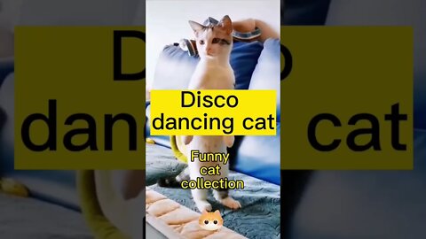 Funny dancing cat videos #shorts