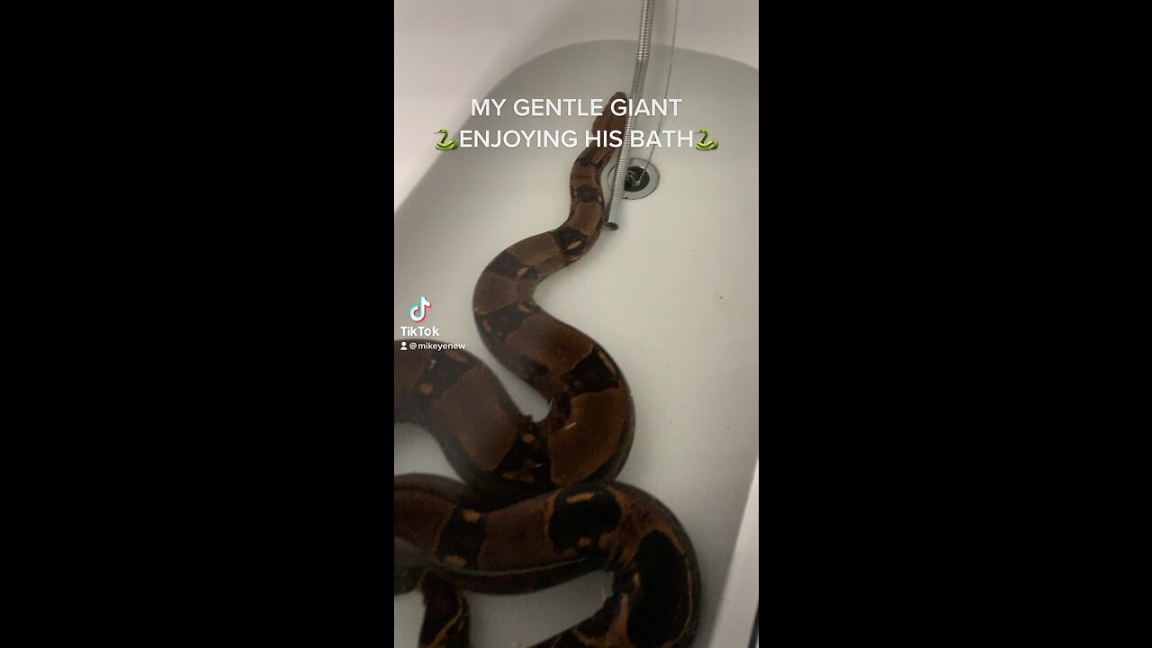 Boa having a bath