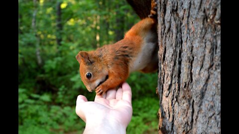 squirrels have a cute dinner