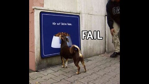 DOG fails short reels