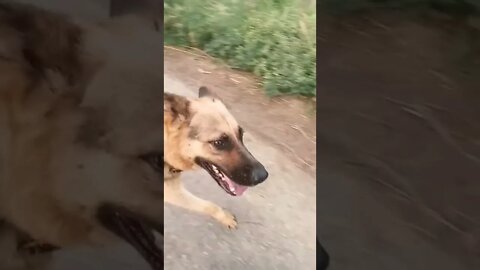 सुहाने मौसम का सुहाना गीत #dog #doglover #rudrakrishna #ytshorts #trending #viral