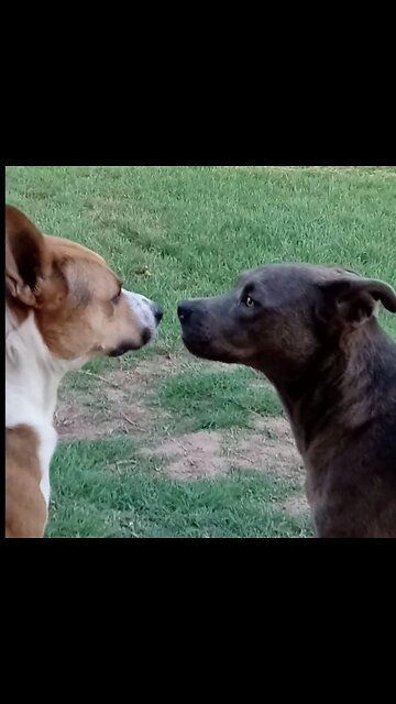 Dogs Howling Tucker and Claire Bear