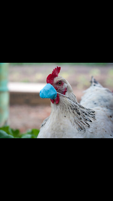 BREAKING: BIRD FLU RESTRICTIONS | PARODY