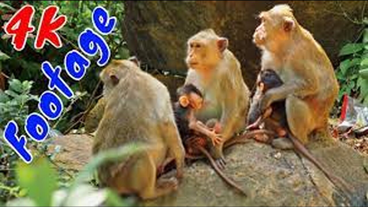 4K Quality Animal Footage - Monkeys Beautiful Scenes Episode 9 | Viral Monkey