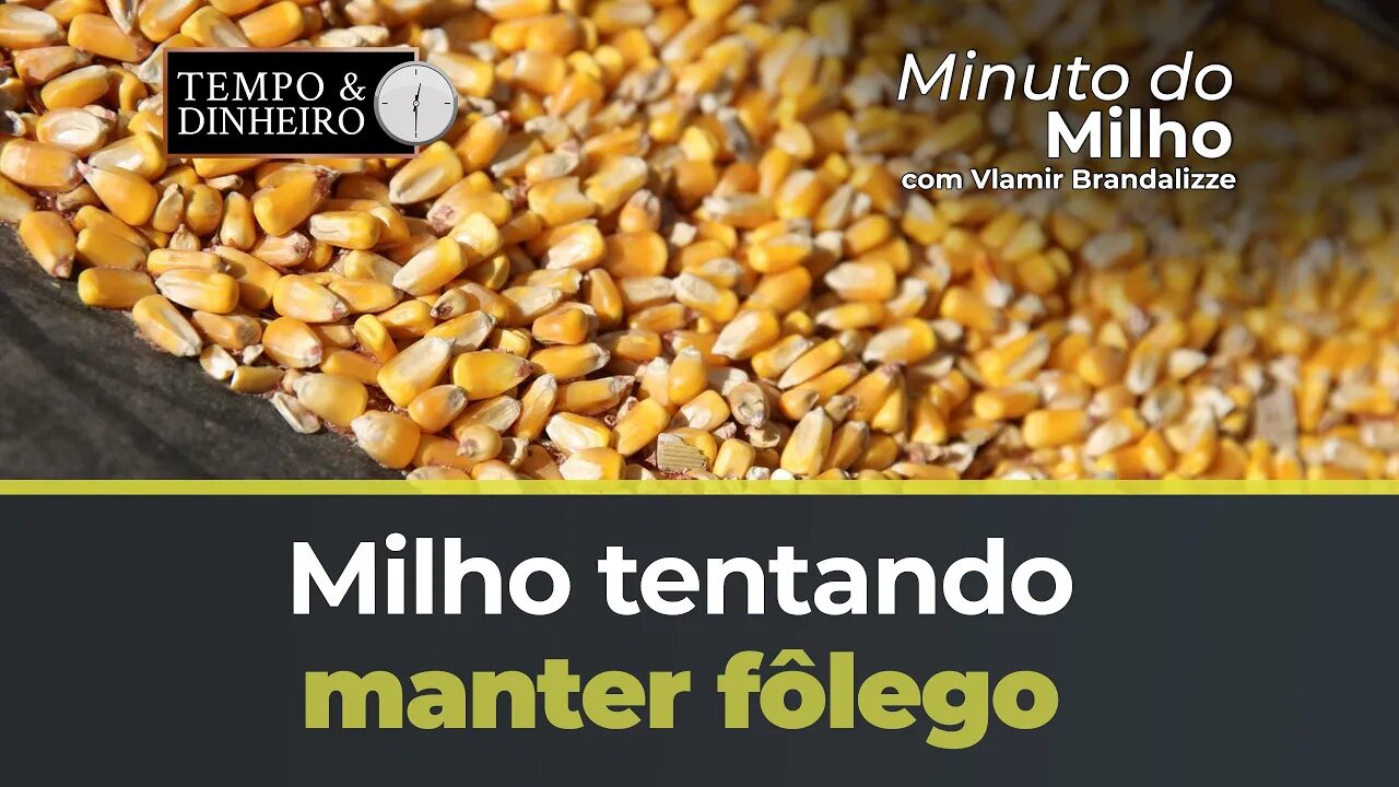 Milho tentando manter fôlego