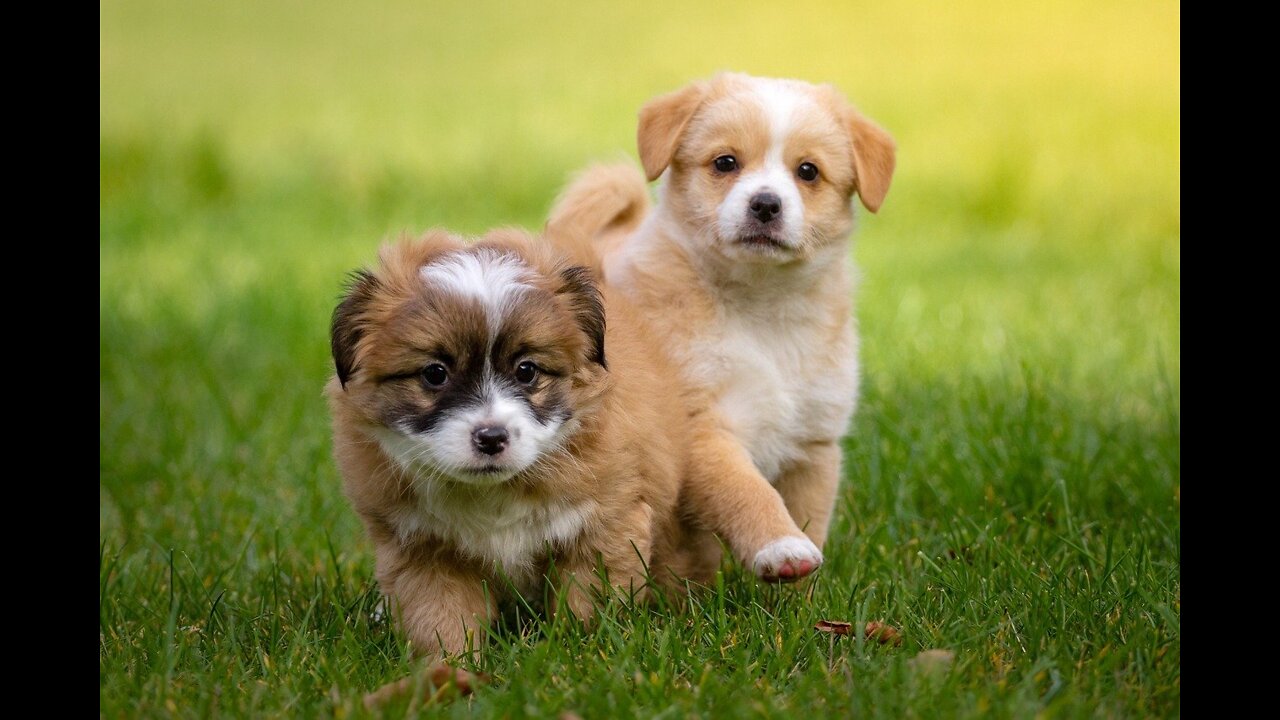 Two Dog Fight Video, Dog Video, Funny Dog Video, Animals Real Nature Video