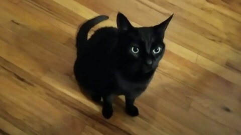 Introducing BlackBerry the kitten