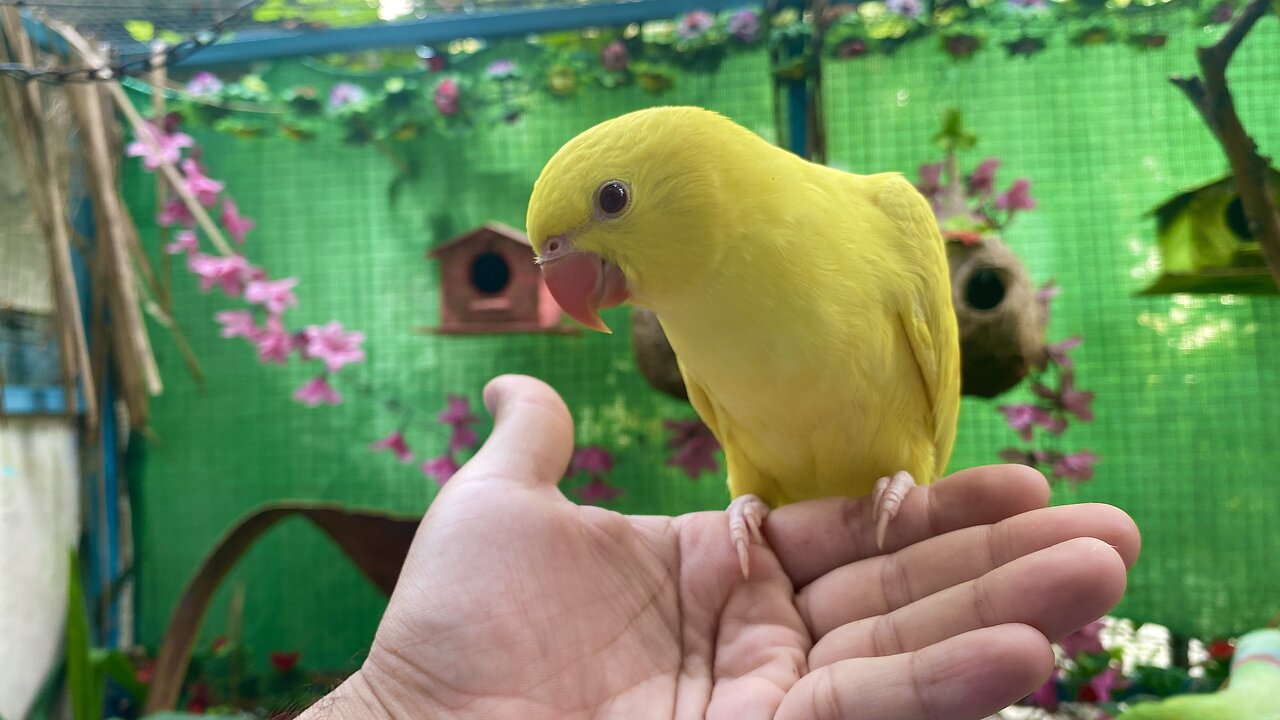 Cutest Yellow Ringneck Baby named Mango