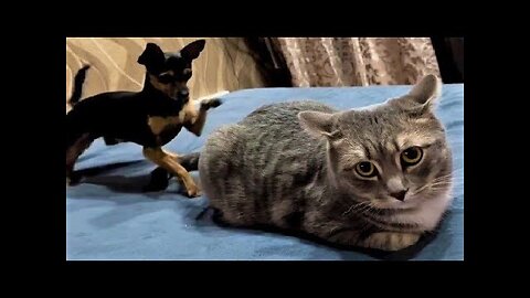 Funny animals - Funny cats dogs - Funny animal videos