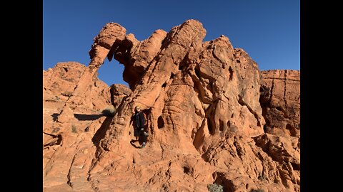 Wild rams in the valley of fire!