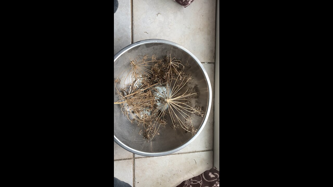 Dill seed drying and processing part2